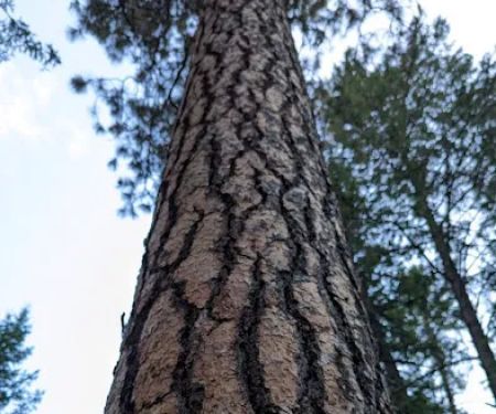 Cascade Creek Campground