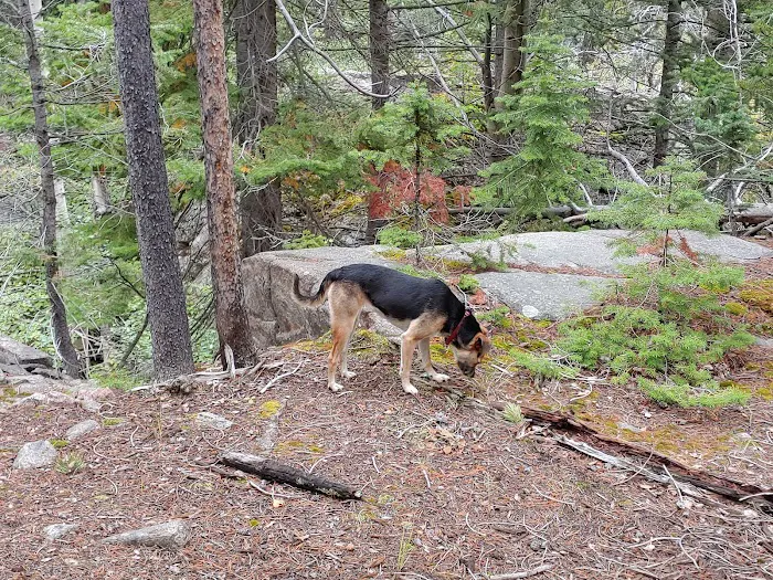 Cascade Creek Campground Picture 10