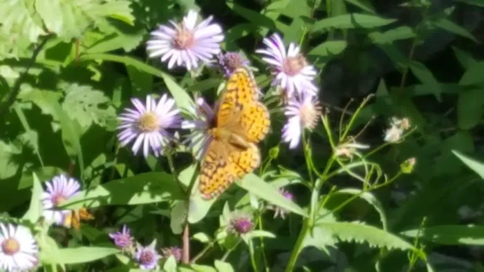 Trout Creek Campground Picture 1