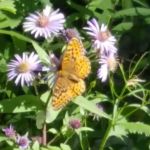 Trout Creek Campground