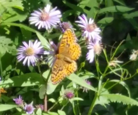 Trout Creek Campground