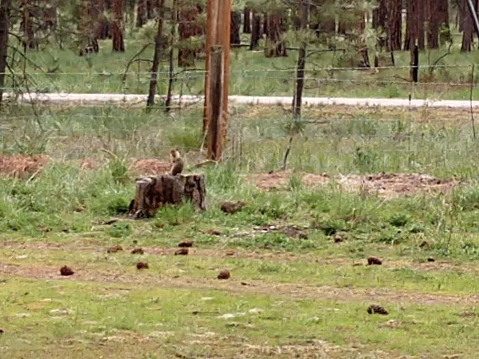 Quartz Flat Campground Picture 7