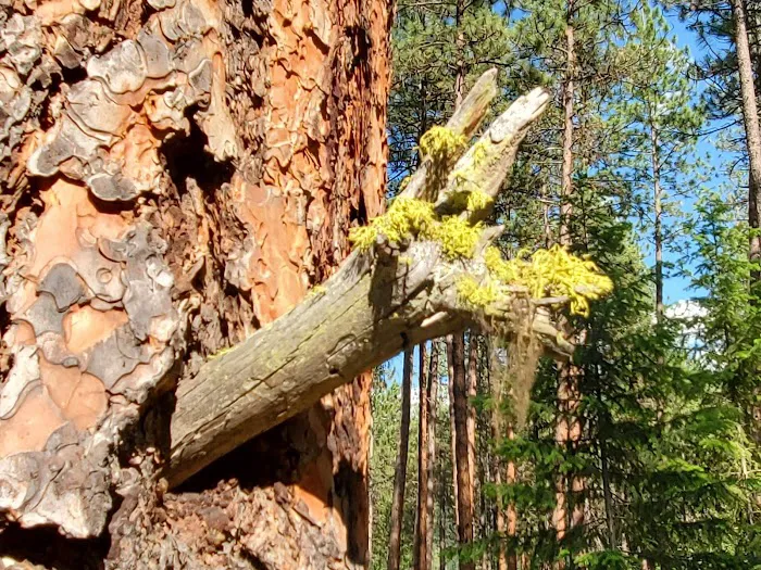 Quartz Flat Campground Picture 4