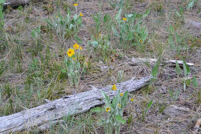 Quartz Flat Campground Picture 10