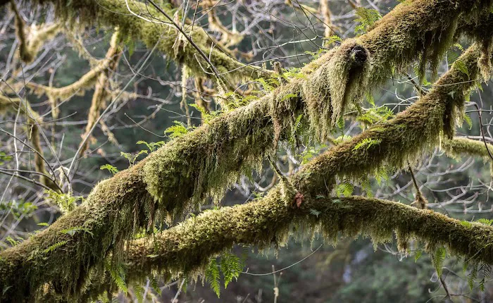 Sixes River Campground Picture 9