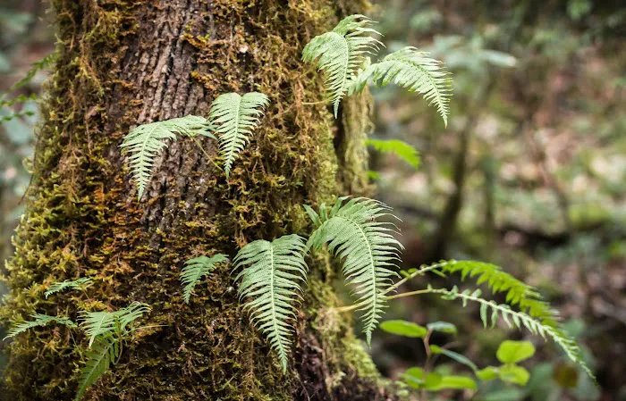 Sixes River Campground Picture 1