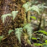 Sixes River Campground