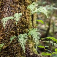 Sixes River Campground ico