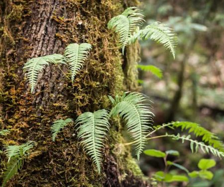 Sixes River Campground