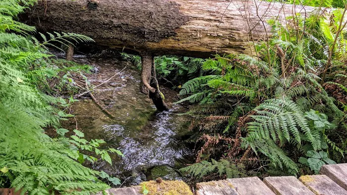 Elk River Campground Picture 8