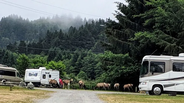 Elk River Campground Picture 10