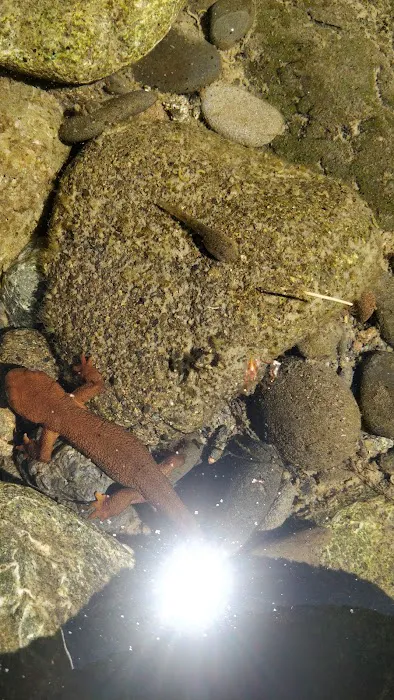 Sunshine Bar Campground Picture 4