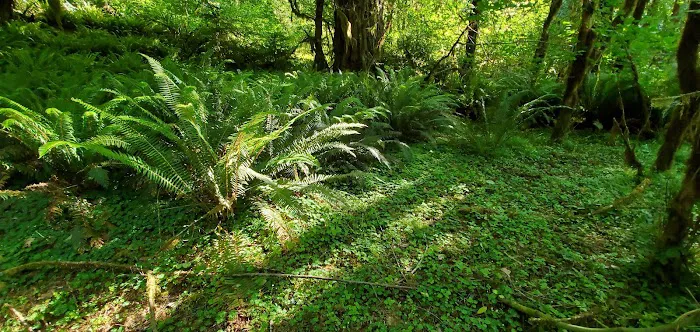 Sunshine Bar Campground Picture 6