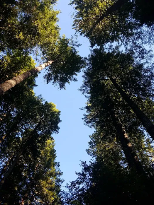 Laird Lake Campground Picture 7