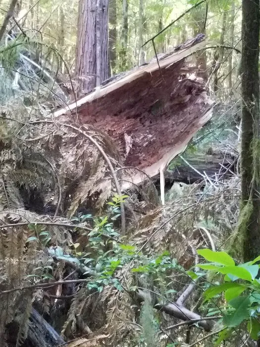 Laird Lake Campground Picture 5