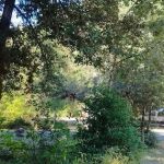 Daphne Grove Campground