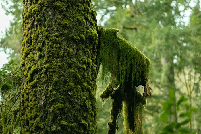 island campground Picture 4