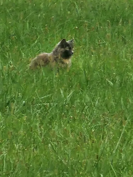 Colony Meadows Picture 1