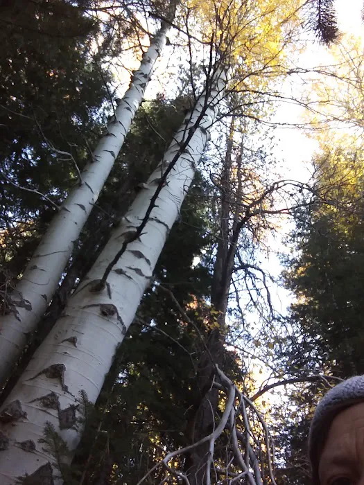 Scott Creek Campground Picture 8