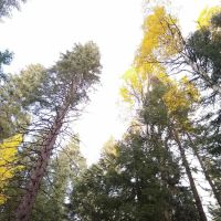 Scott Creek Campground ico