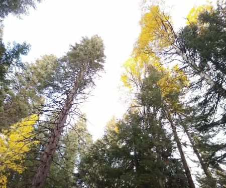 Scott Creek Campground