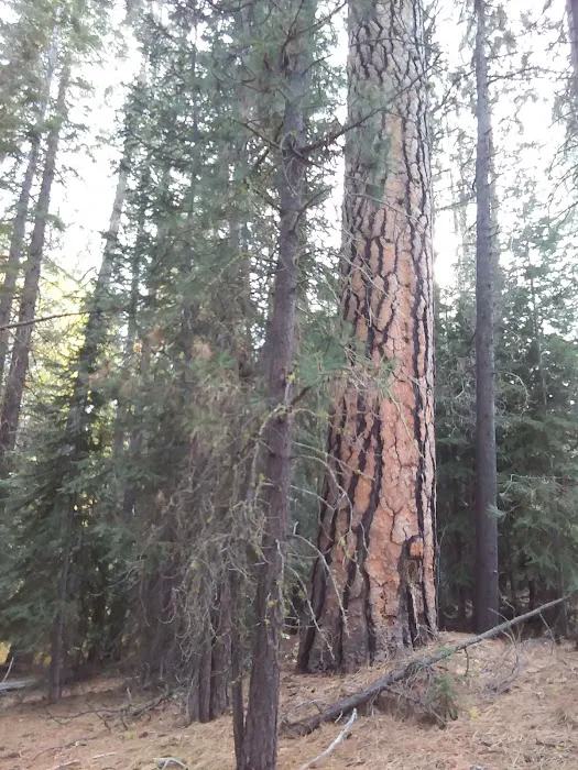 Scott Creek Campground Picture 7