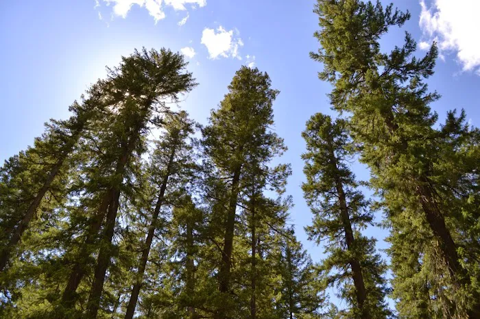 Union Creek Resort Picture 6