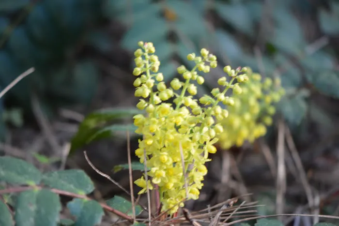 Natural Bridge Campground Picture 7