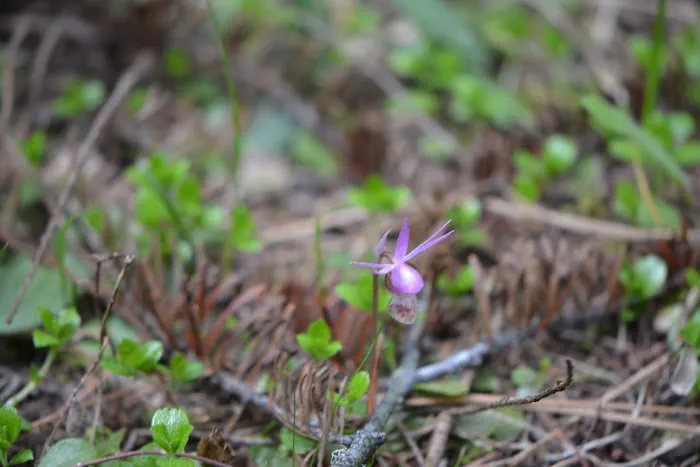 Natural Bridge Campground Picture 9