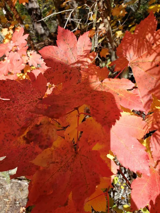 Woodruff Bridge Day Use Picture 6