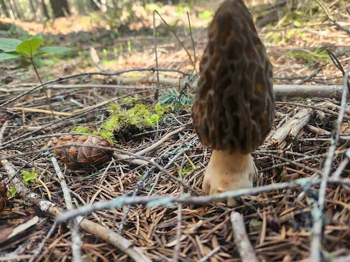 Woodruff Bridge Day Use Picture 5