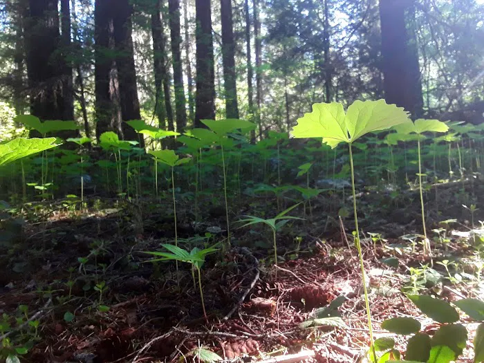 Union Rogue Baptist Camp Picture 5