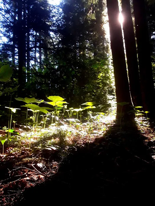 Union Rogue Baptist Camp Picture 1