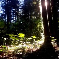 Union Rogue Baptist Camp ico