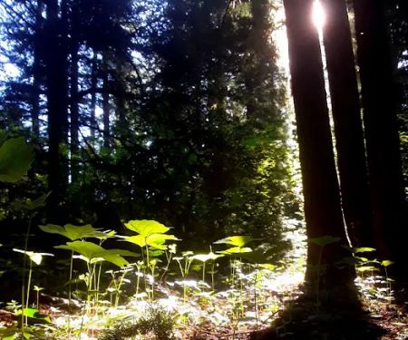 Union Rogue Baptist Camp