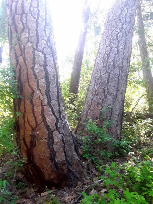 Union Rogue Baptist Camp Picture 4