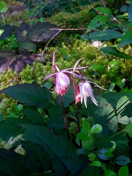 Union Rogue Baptist Camp Picture 6