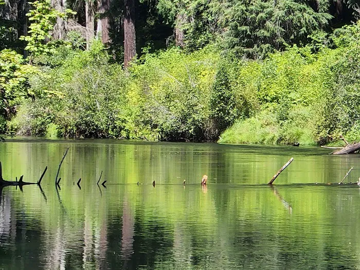 River Bridge Campground Picture 5