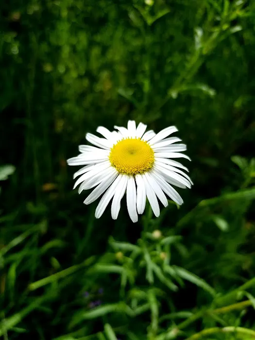 River Bridge Campground Picture 1