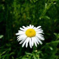 River Bridge Campground ico