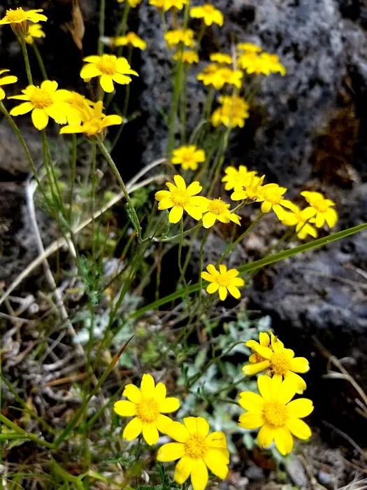 River Bridge Campground Picture 3