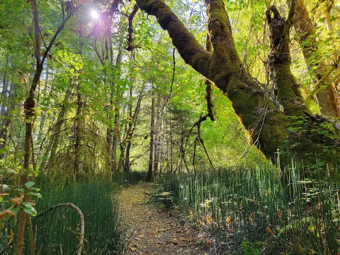 Elderberry Flats Campground and Picnic Area Picture 10