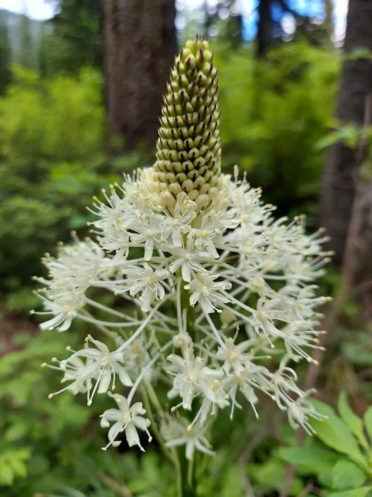 Little Therriault Lake Campground Picture 2