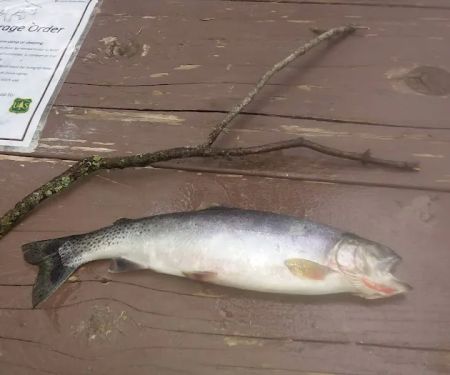 Big Therriault Campground