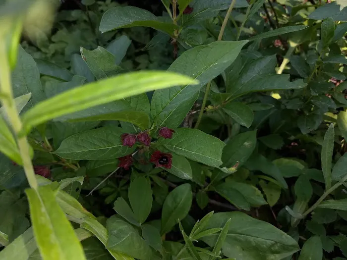 Big Therriault Campground Picture 2