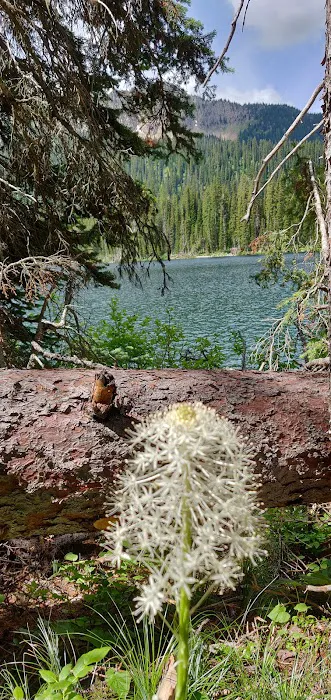 Big Therriault Campground Picture 9