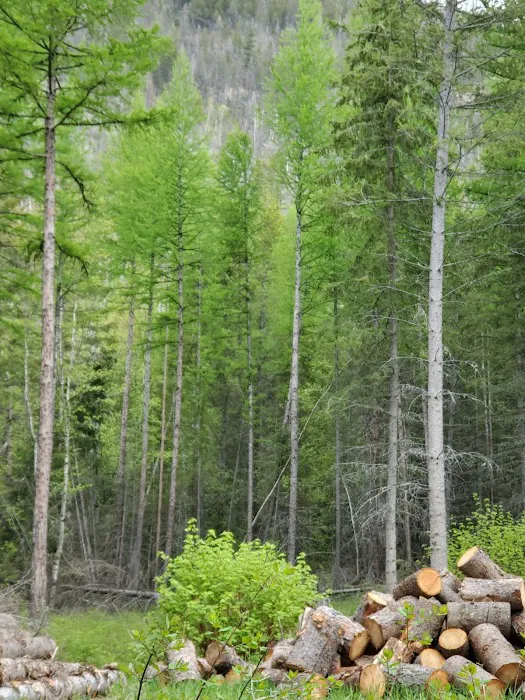 Birch Creek Recreation Area Picture 3