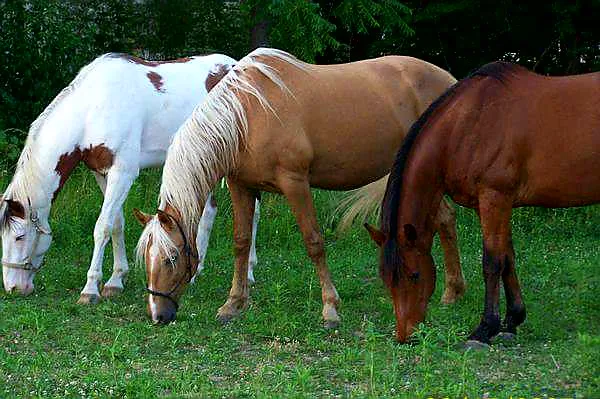 Pleasant Valley Estates Mobile Home Park Picture 3