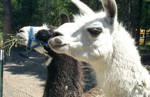 Whitefish / Kalispell North KOA Holiday Picture 6