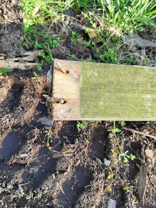 Carvel Manor Slums Picture 1